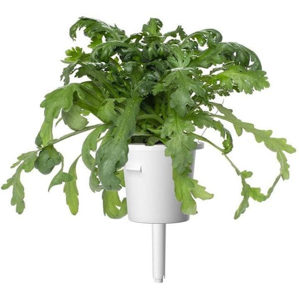 Click & Grow Smart Garden refill Shungiku 3pcs