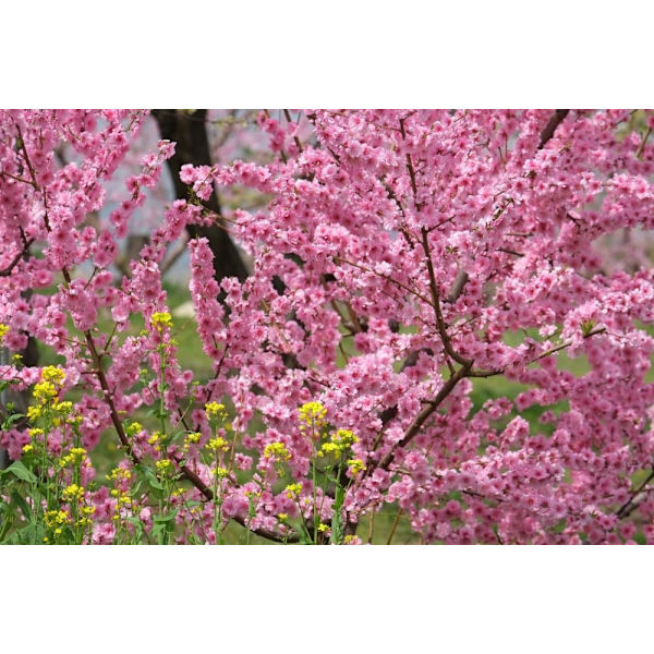 Fujifilm Fujinon XF 55-200mm f/3.5-4.8 R LM OIS