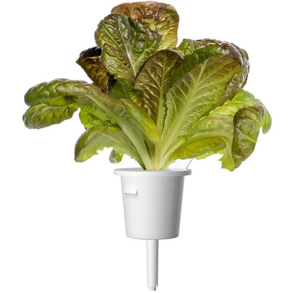 Click & Grow Smart Refill Red romaine lettuce 3pcs