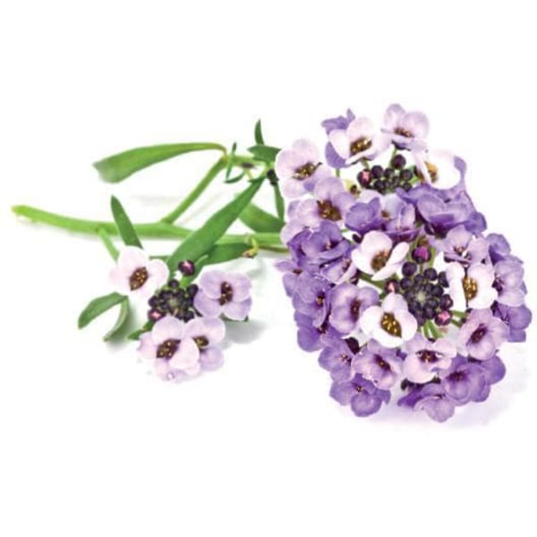 Click & Grow Smart Garden refill Sweet Alyssum 3pcs