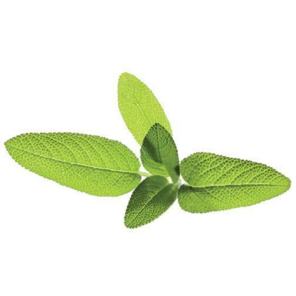 Click & Grow | Seeds for Smart Pots Refill Sage, 3pcs | SGR7X3