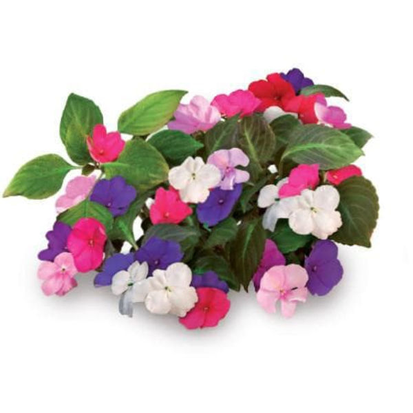 Click & Grow Smart Garden refill Busy Lizzie 3pcs