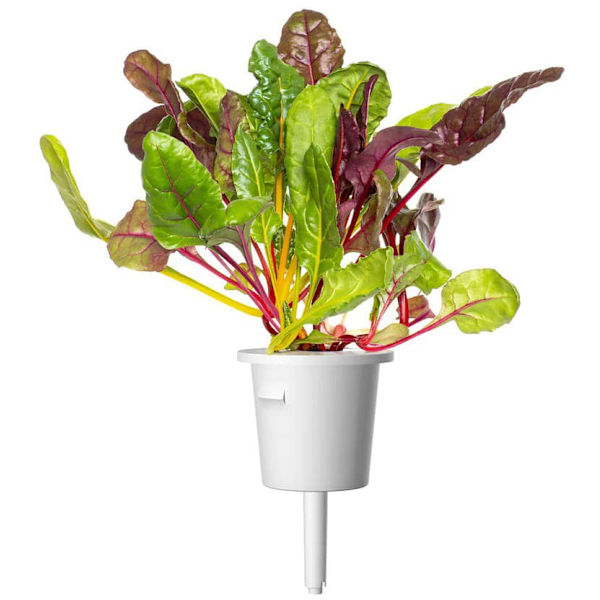 Click & Grow Smart Refill Rainbow Chard 3pcs