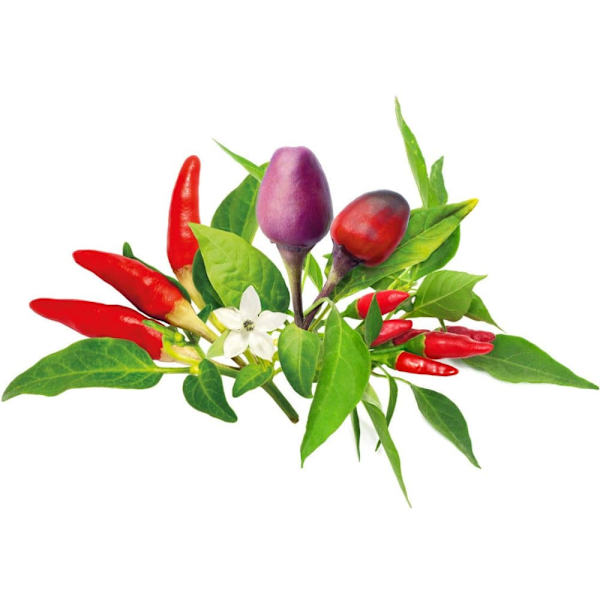 Click & Grow Plant Pod Chilli Pepper Mix 9pcs