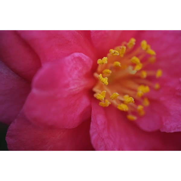 Fujifilm Fujinon XF 60mm f/2.4 R Macro
