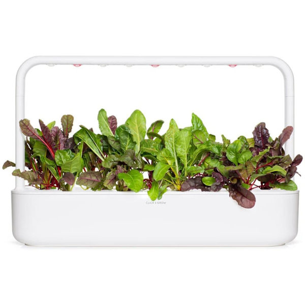 Click & Grow Smart Refill Rainbow Chard 3pcs
