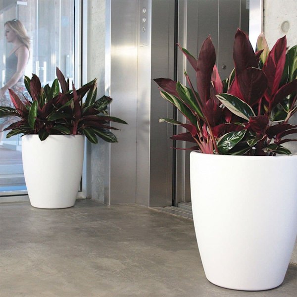 Wellhome Accord Blomkruka 50 Cm