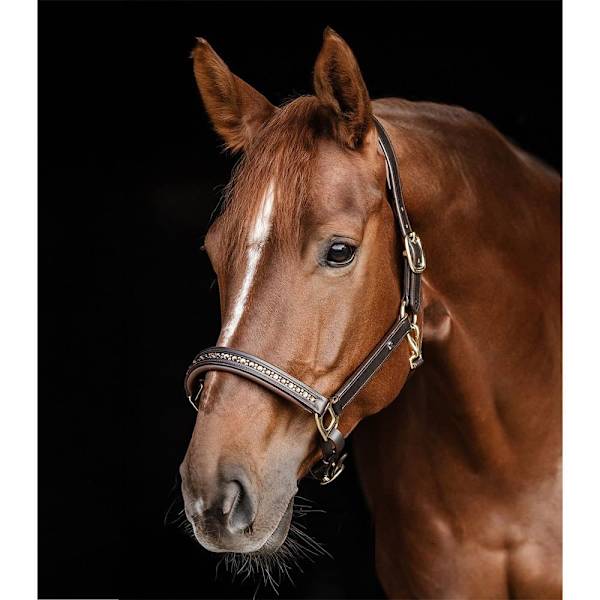 Waldhausen Grimma Crystal  Pony