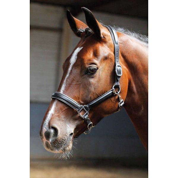 Harry´s Horse Nahkainen Riimu Reunuksella  Full