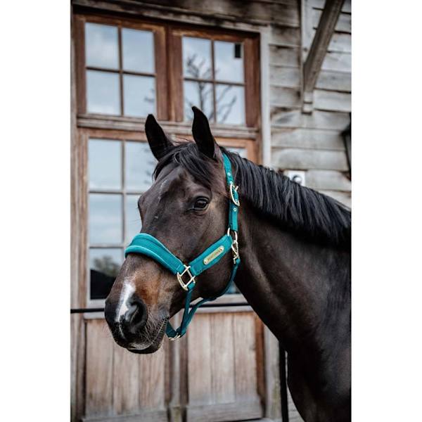 Kentucky Grimma Velvet  Cob
