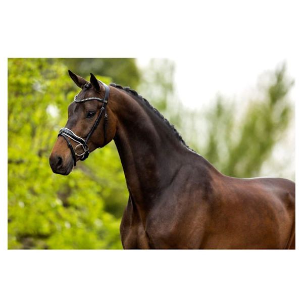 Br Trense Bolton Sort Cob