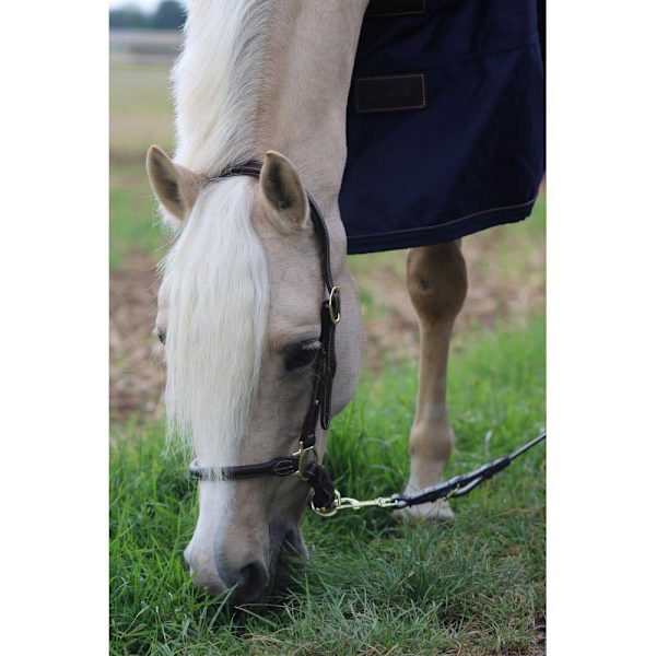 Kentucky Läder Grimma Grooming  Full