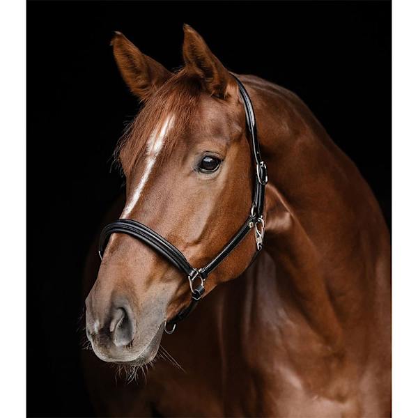 Waldhausen Riimu S-line Classy  Cob