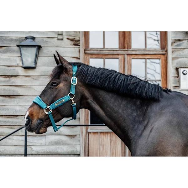 Kentucky Grimma Velvet  Cob