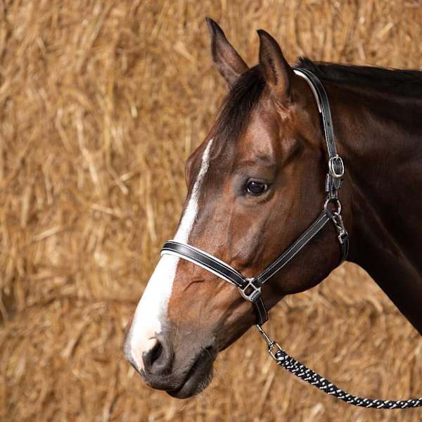 Harry´s Horse Elegance Nahkainen Riimu  Cob