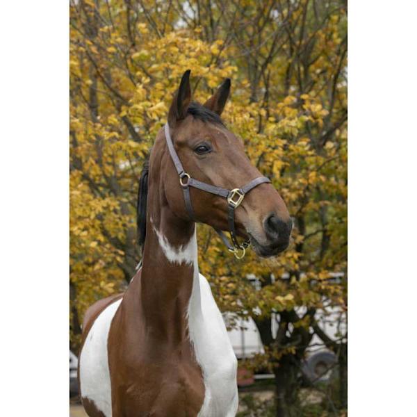 Equitheme Justerbar Grimma Nylon Brun Full