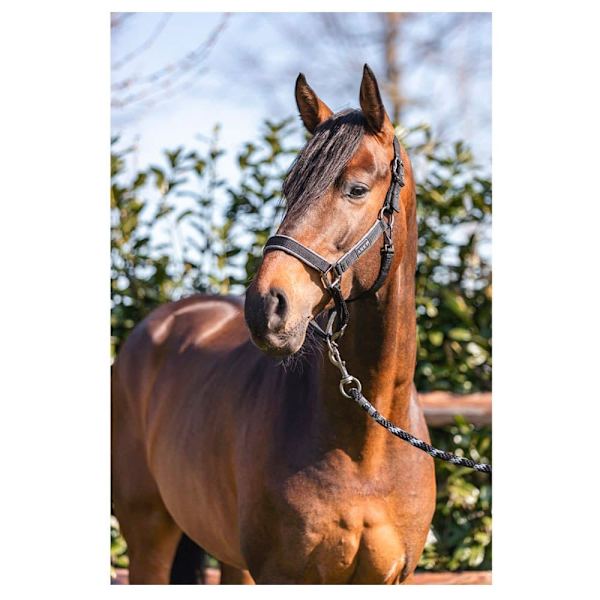 Anky Riimu Grooming Ath22001 Musta Cob