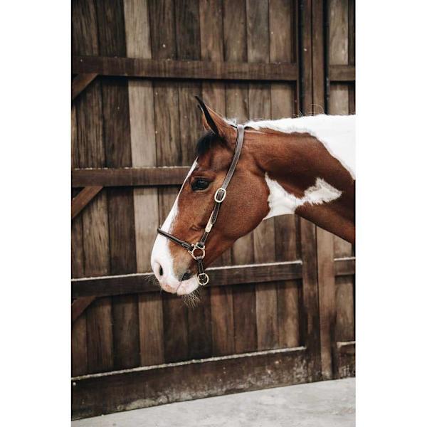 Kentucky Läder Grimma Grooming  Full