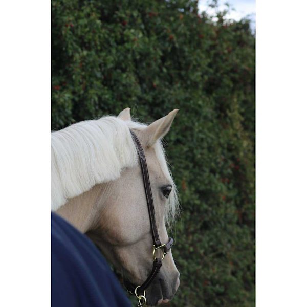Kentucky Läder Grimma Grooming  Full