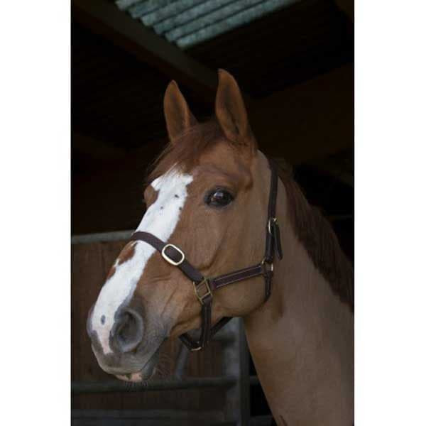 Norton Equestrian Nahkainen Riimu Club Ruskea Full