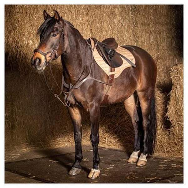 Harry´s Horse Deluxe Rintapanssari  Full