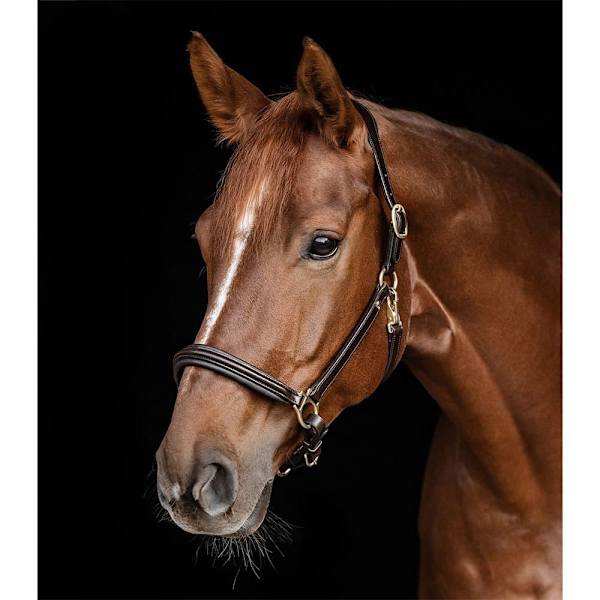 Waldhausen Riimu S-line Classy  Cob