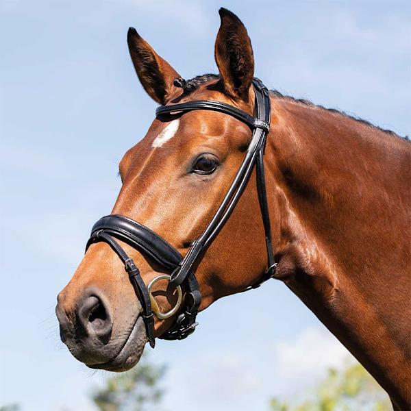 Acavallo Fornarina Suitset  Cob