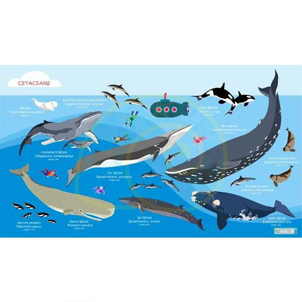 Oceanarium Handduk Cetaceans L Flerfärgad