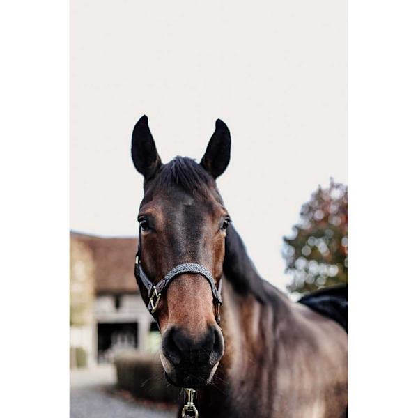 Kentucky Punottu Riimu Nylon Ruskea Cob