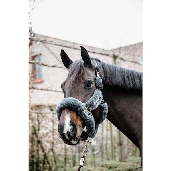 Kentucky Lampaannahkainen Shipping Riimu  Cob