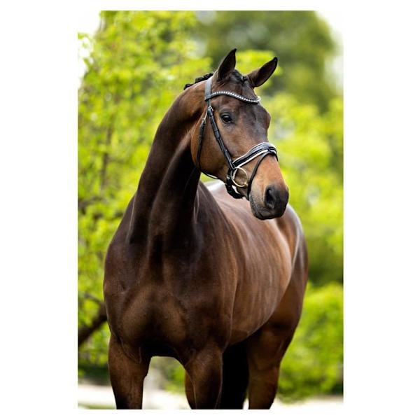 Br Tygla Bolton Svart Cob