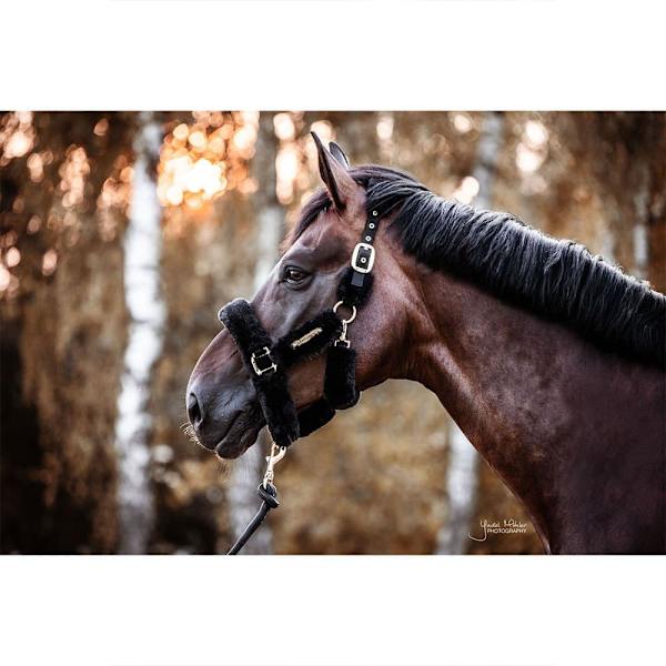 Kentucky Lampaannahkainen Shipping Riimu Musta Pony