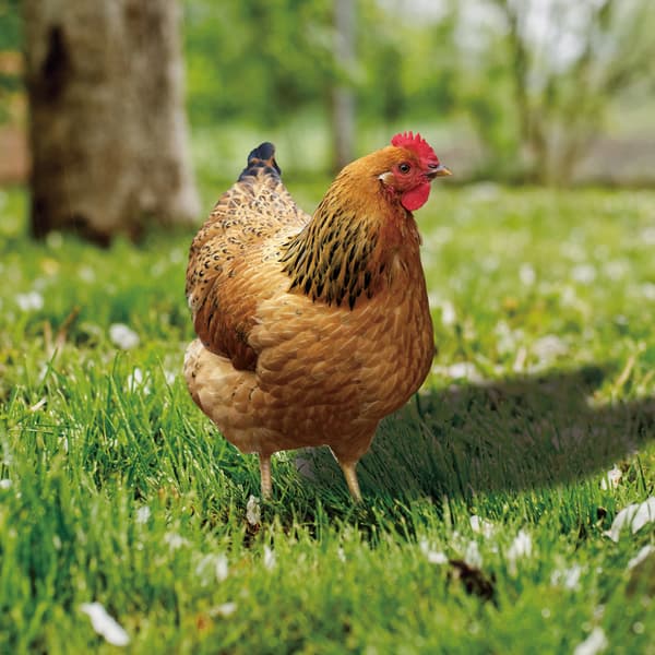 Et sett med 1 kyllingformede hagestaker - Akryldekorasjon - For g