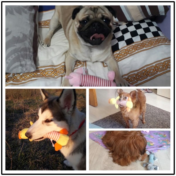 3 stycken hundtuggleksaker, hundskor, tvättbara, säkra och pipiga