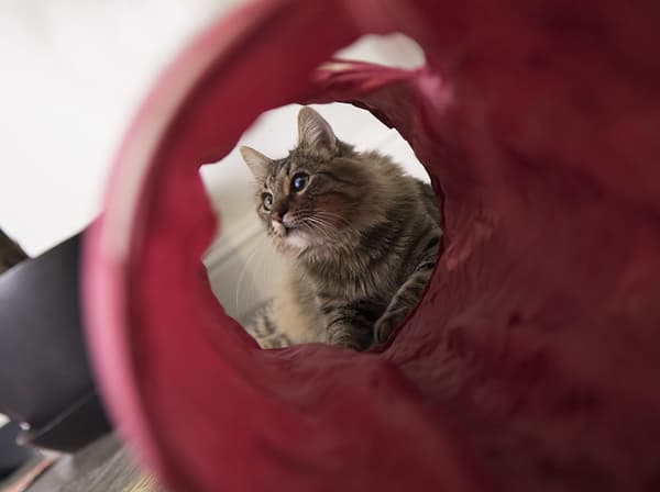Legetøj foldbart tunnel, kæledyr kat legetøj kat tunnel boring tunnel kat t