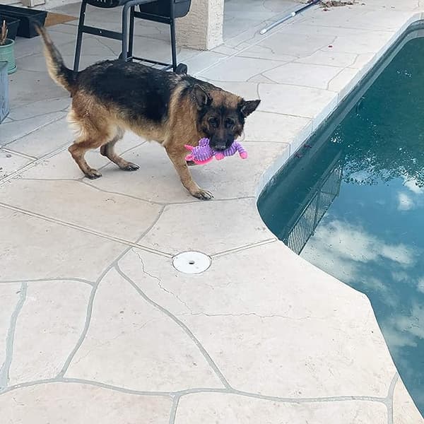 1 Pack Hund Leksaker Hund Plysch Leksaker Sortiment Värdepaket Hund Pip