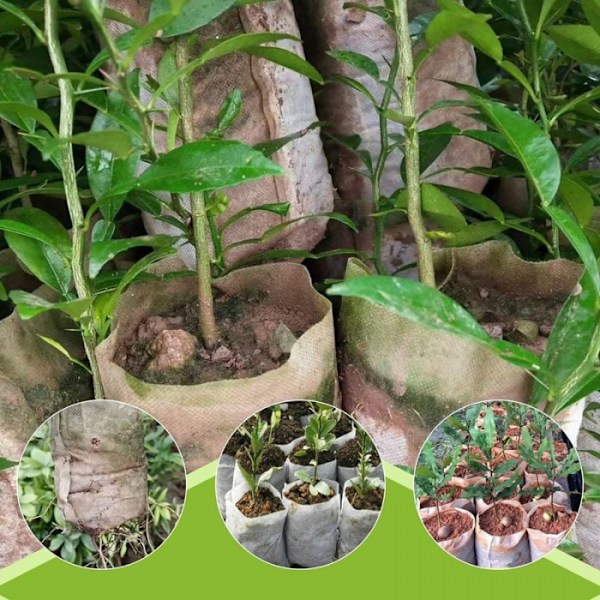 15x19cm 300 stk. Biologisk nedbrydelige plantesække i non-woven materiale - Groposer