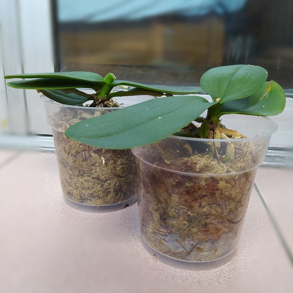 2 orkidékrukor med dräneringshål: Transparent Cachepot med Drai