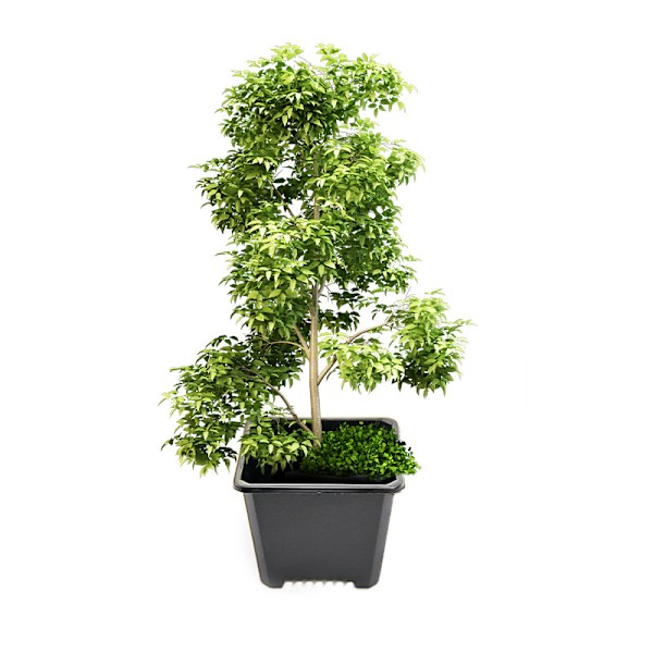 Planteringskruka svart 2-pack 10 #, fyrkantig plastburk svart