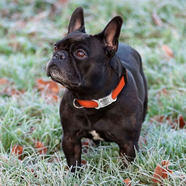 Praktisk hundhalsband, klassiskt justerbart reflekterande nylonhalsband,