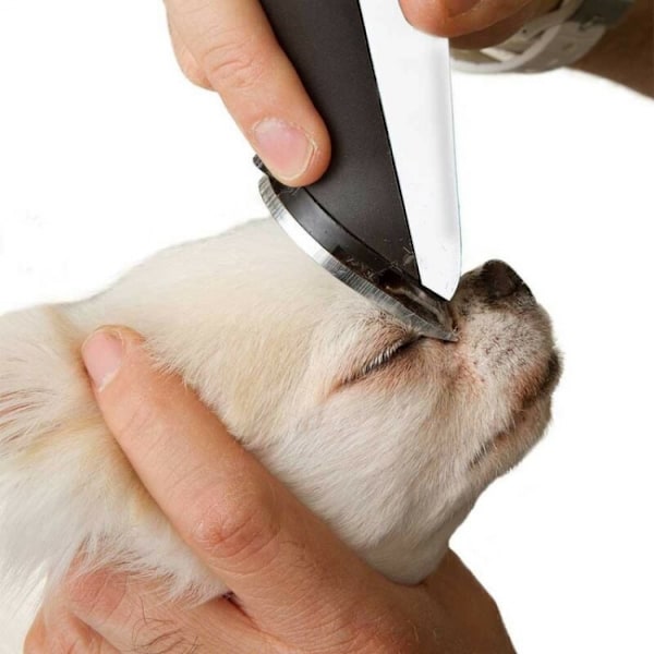Hundesaks for hvite hunder