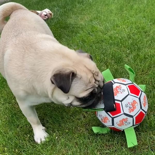 Hundbitande fotbollsleksak