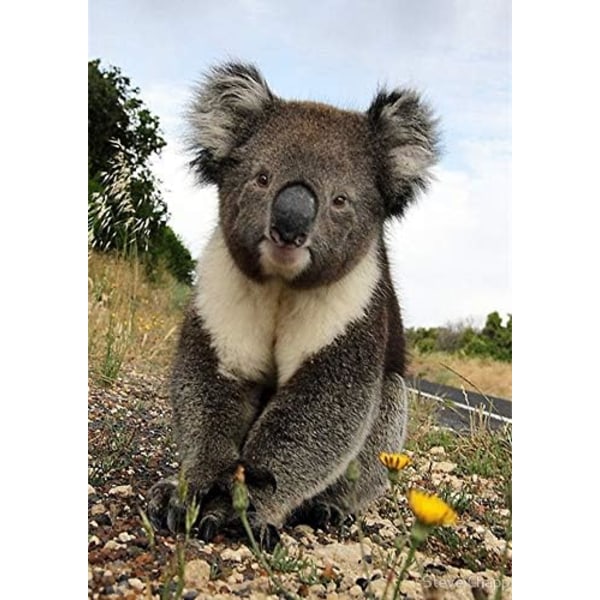 5D timanttimaalaussetti aikuisille ja aloittelijoille Koala Full Diam