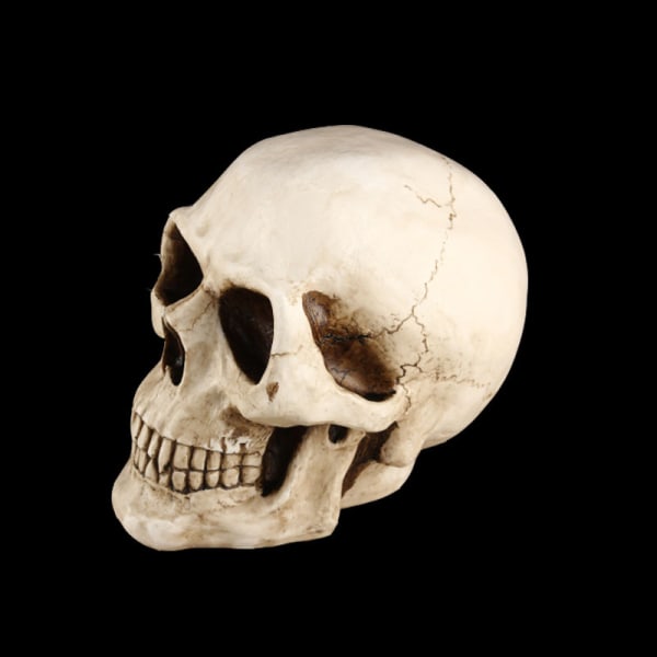 En hodeskallemodell i naturlig størrelse - Klassisk, Halloween-hodeskalledekorasjon