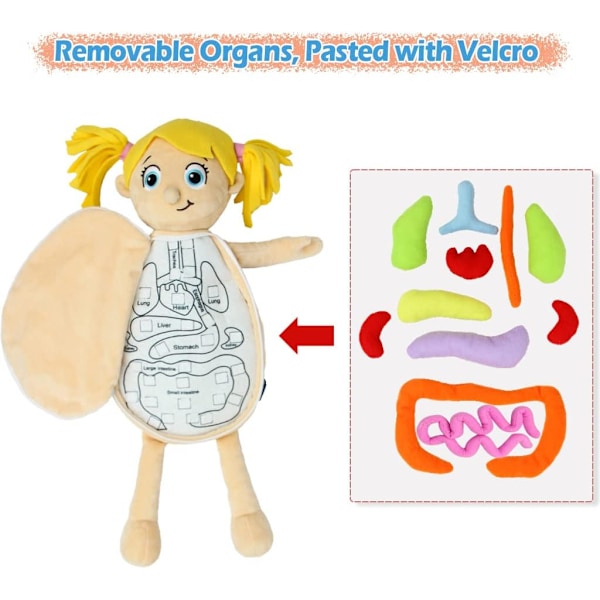 KAKIBLIN Menneskekroppen Anatomi Leke, Førskole Pedagogiske Organ Plysjleker for Barn, Vitenskap Læringssett for Student
