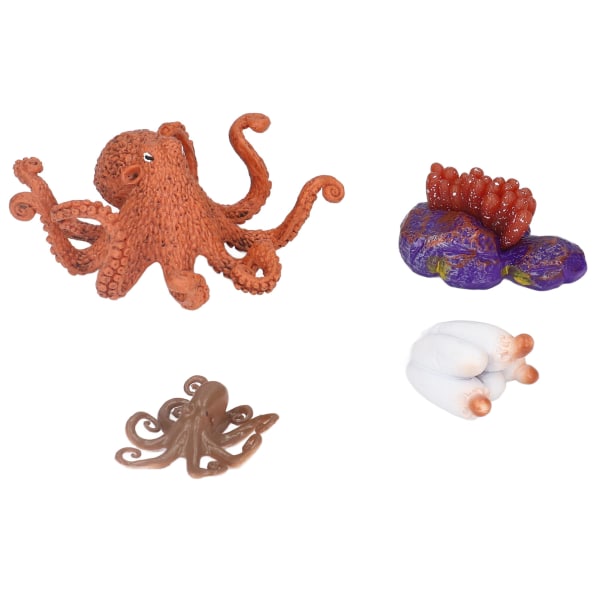 Vekstsyklusmodell Vinylmateriale Sikker Luktfri Levende Ekte blekksprut dyrelivssyklusmodell for over 3 år gammel
