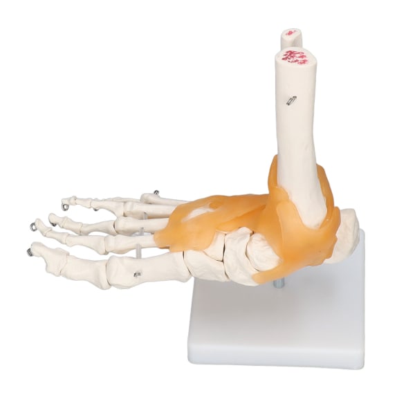 Modell av människofot, anatomiskt ankel- och skelettben med ligament, 1:1 i naturlig storlek