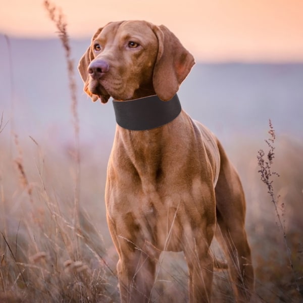 Slitesterk bærbart, utvidet kjæledyrhalsbånd for liten hund, greyhound whippet med klinkefeste, brun