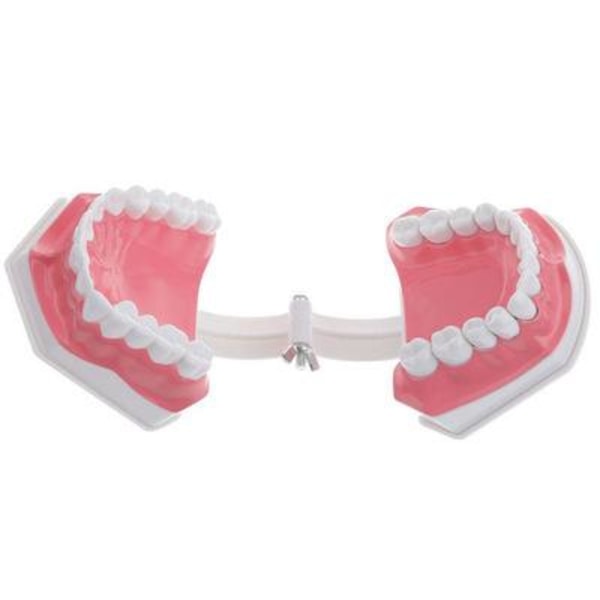 Pedagogisk tannmodell med avtakbare nedre tenner og tannbørste, høykvalitets tannbørste i tilfeldige farger