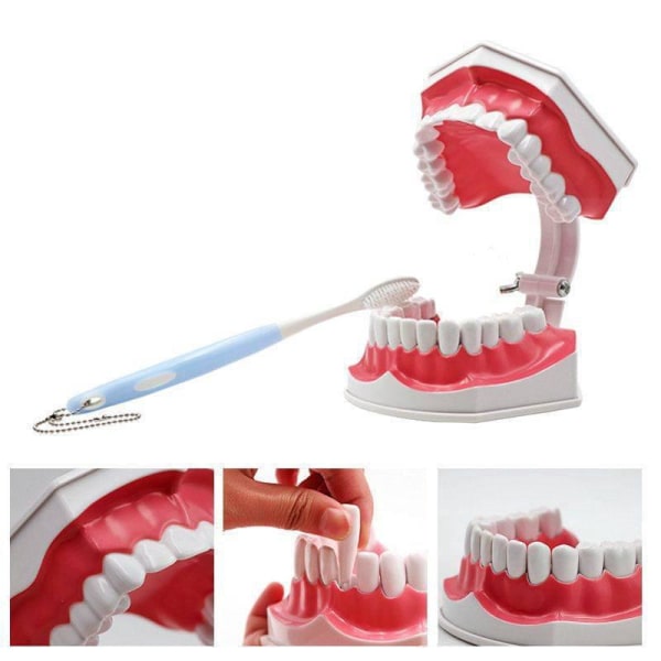 Pedagogisk tannmodell med avtakbare nedre tenner og tannbørste, høykvalitets tannbørste i tilfeldige farger
